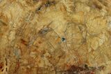 Bargain, Petrified Wood (Araucaria) Slab - Madagascar #274692-1